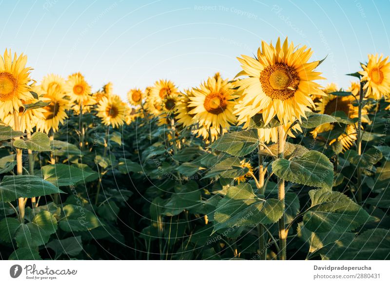 Schönes Sonnenblumenfeld Feld Hintergrundbild schön Natur grün Blume Sommer gelb Außenaufnahme Frühling Wiese Beautyfotografie Himmel Textfreiraum natürlich