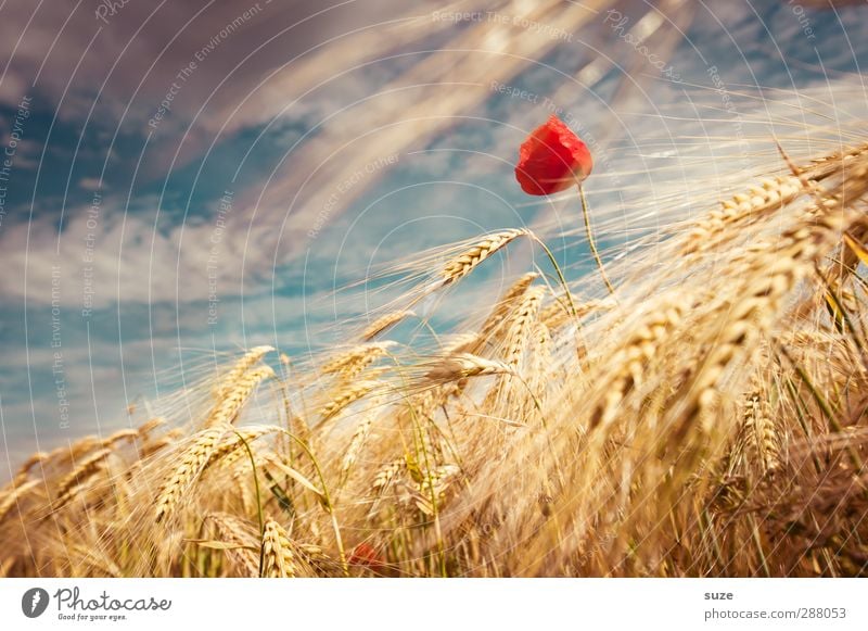 Die Schöne vom Land Sommer Landwirtschaft Forstwirtschaft Umwelt Natur Landschaft Pflanze Urelemente Himmel Wolken Schönes Wetter Wind Blüte Feld Wachstum schön