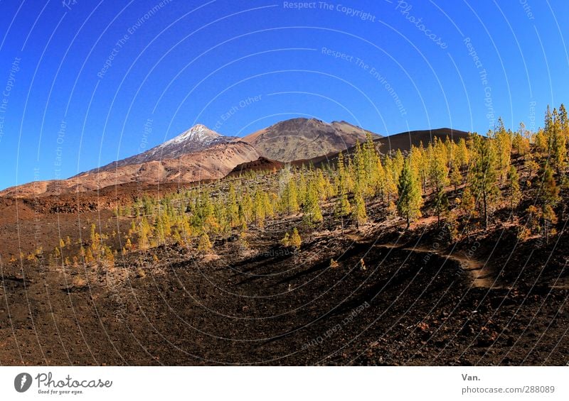 Teide I Ferien & Urlaub & Reisen wandern Natur Landschaft Erde Himmel Wolkenloser Himmel Schönes Wetter Baum Wald Felsen Berge u. Gebirge Schneebedeckte Gipfel