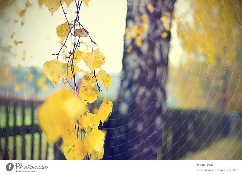 Herbstbirke Umwelt Natur Pflanze Gewitterwolken Nebel Regen Baum Blatt Garten Holz ruhig Birke Birkenblätter Birkenrinde Herbstbeginn herbstlich