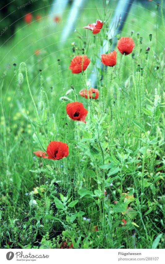 Danke für 700x finalisieren! Sommer Umwelt Natur Landschaft Pflanze Tier Klima Klimawandel Wetter Schönes Wetter Blume Gras Sträucher Spielen Schaukel schaukeln