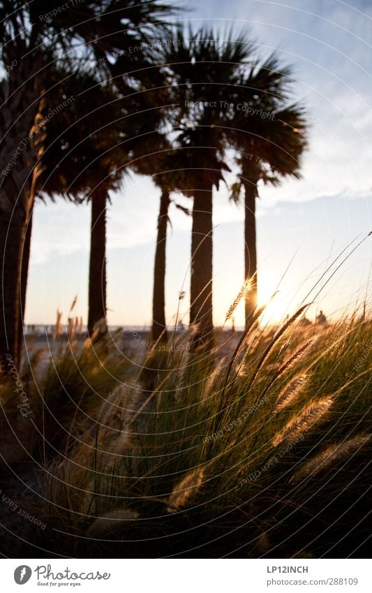 Clearwater Beach. XXXXII Ferien & Urlaub & Reisen Tourismus Ausflug Sommerurlaub Mensch Umwelt Natur Landschaft Pflanze Tier Baum Palme Küste Strand Meer