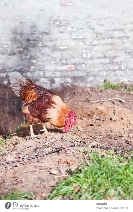 Hahn Lebensmittel Landwirtschaft Forstwirtschaft Erde Wiese Fassade Vogel Flügel 1 Tier Fressen schön Umwelt Haushuhn Freilandhaltung Ei artgerecht Natur