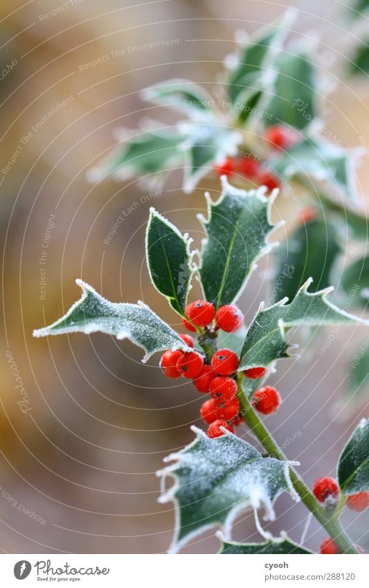 Eisig schön Natur Winter Frost Schnee Pflanze Sträucher Blatt Grünpflanze Garten Park entdecken Fressen frieren leuchten dehydrieren Wachstum frisch Gesundheit