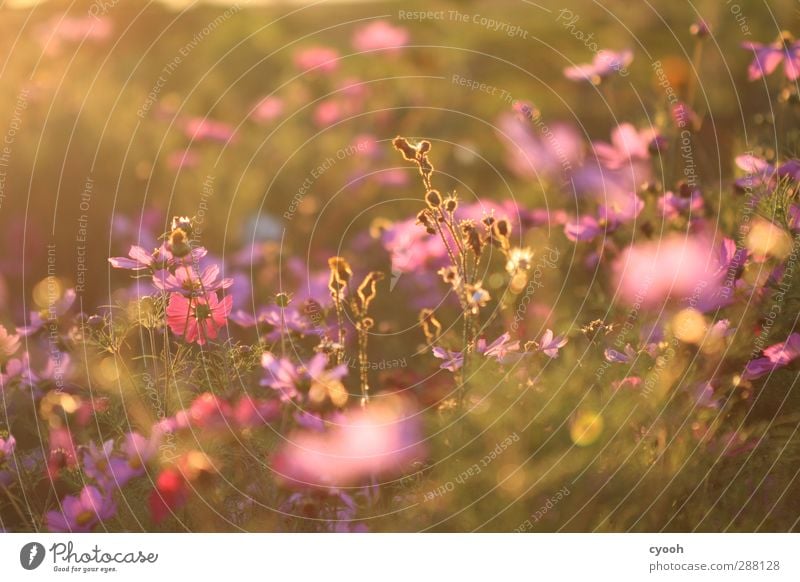 Sommererinnerungen Natur Wetter Schönes Wetter Wärme Blume Gras Wiese atmen Blühend Erholung genießen leuchten verblüht dehydrieren Wachstum Duft weich rosa