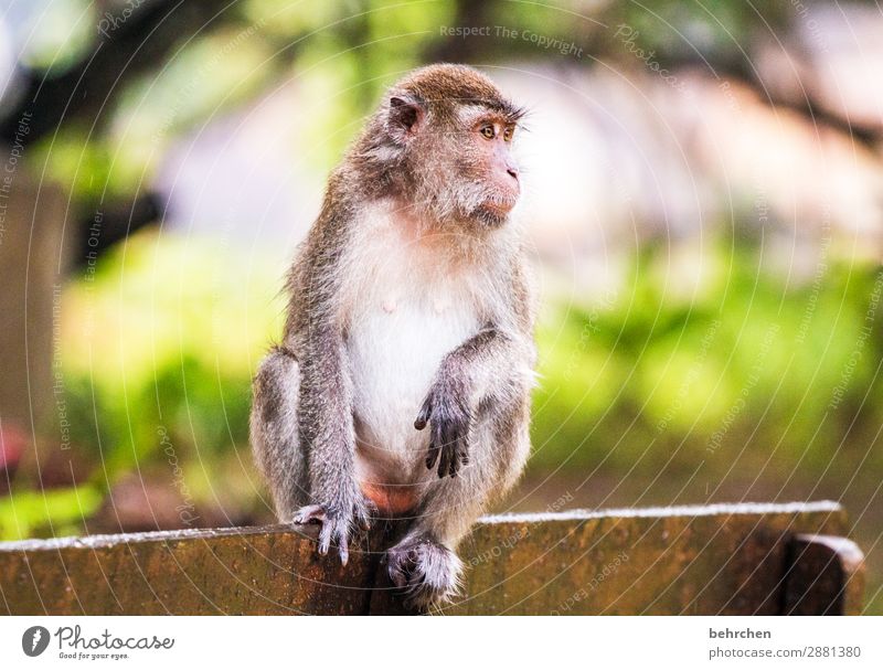 mal entspannt lässig Umweltschutz Asien beeindruckend Freiheit Ferne Abenteuer Ausflug Tourismus Ferien & Urlaub & Reisen Natur Urwald Wildtier Tiergesicht Fell