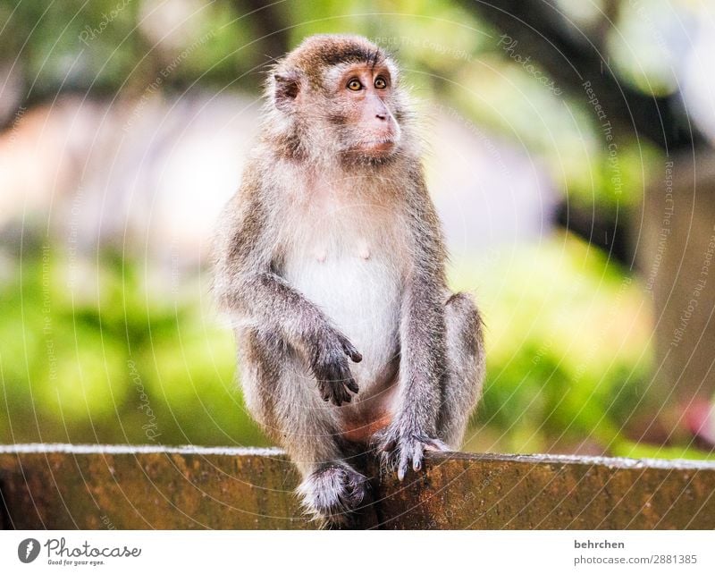 gedankenverloren Ferien & Urlaub & Reisen Tourismus Ausflug Abenteuer Ferne Freiheit Urwald Wildtier Tiergesicht Fell Affen longtail makaken 1 beobachten