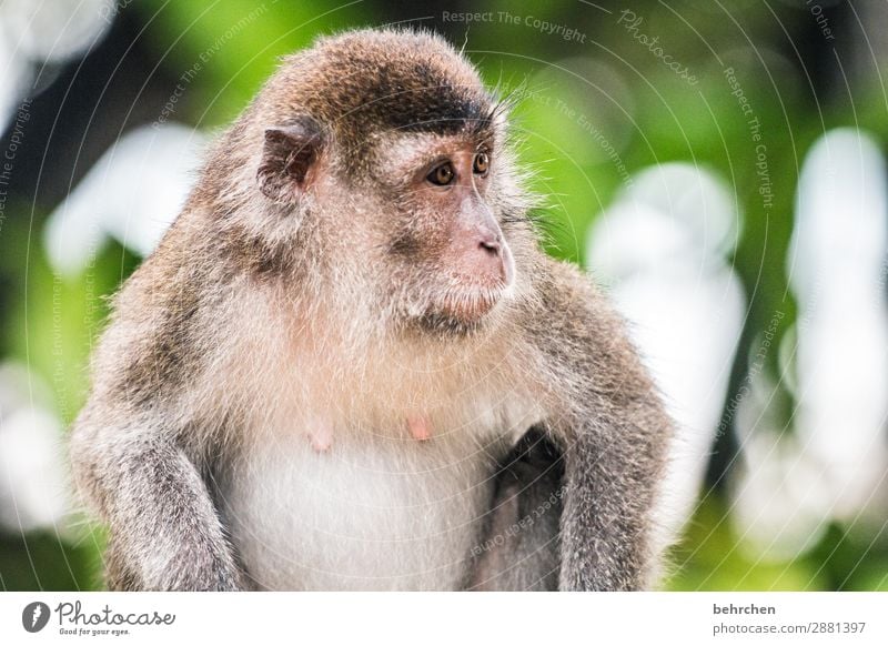 wo isn das wochenende? Ferien & Urlaub & Reisen Tourismus Ausflug Abenteuer Ferne Freiheit Urwald Wildtier Tiergesicht Fell Affen longtail makaken beobachten