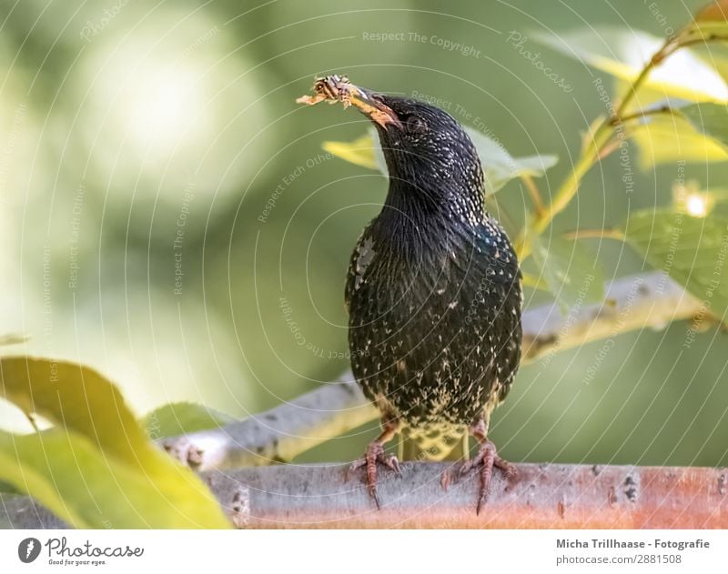 Star mit Futter im Schnabel Natur Tier Sonnenlicht Schönes Wetter Baum Blatt Zweige u. Äste Wildtier Vogel Tiergesicht Flügel Krallen Feder Auge 1 Fressen