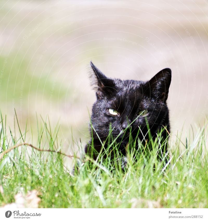 Balu Umwelt Natur Pflanze Tier Sommer Gras Garten Wiese Haustier Katze Tiergesicht Fell 1 elegant nah natürlich grün schwarz Jagd beobachten Ohr Farbfoto