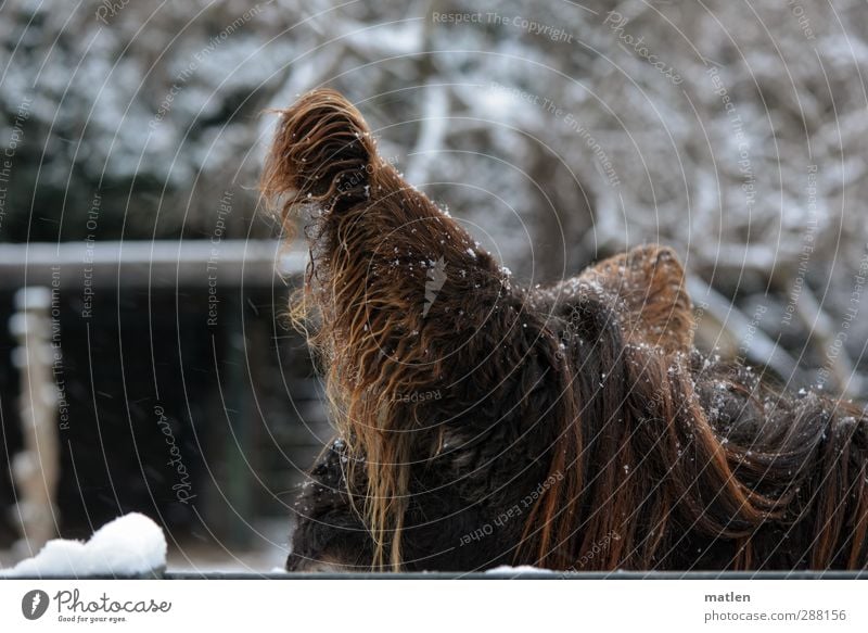 Zottel Winter Schnee Schneefall Haare & Frisuren langhaarig Pony Tier Haustier 1 braun weiß Zotteln Eselsohr Farbfoto Gedeckte Farben Außenaufnahme Menschenleer