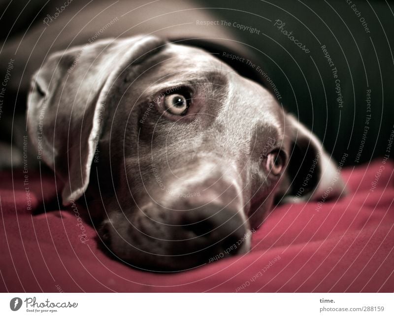 na? noch ne Runde raus? Tier Haustier Hund Tiergesicht Fell Weimaraner 1 Decke Sofa beobachten liegen Blick Gefühle Vorfreude Leidenschaft achtsam Wachsamkeit