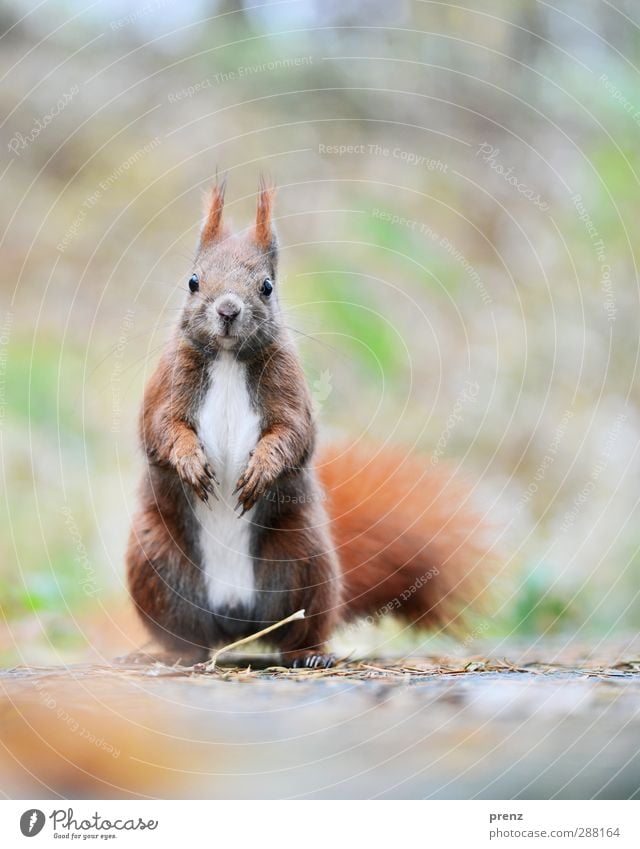 Cornetto Umwelt Natur Tier Wildtier 1 braun grau Eichhörnchen Nagetiere Farbfoto Außenaufnahme Menschenleer Textfreiraum rechts Textfreiraum oben Morgen