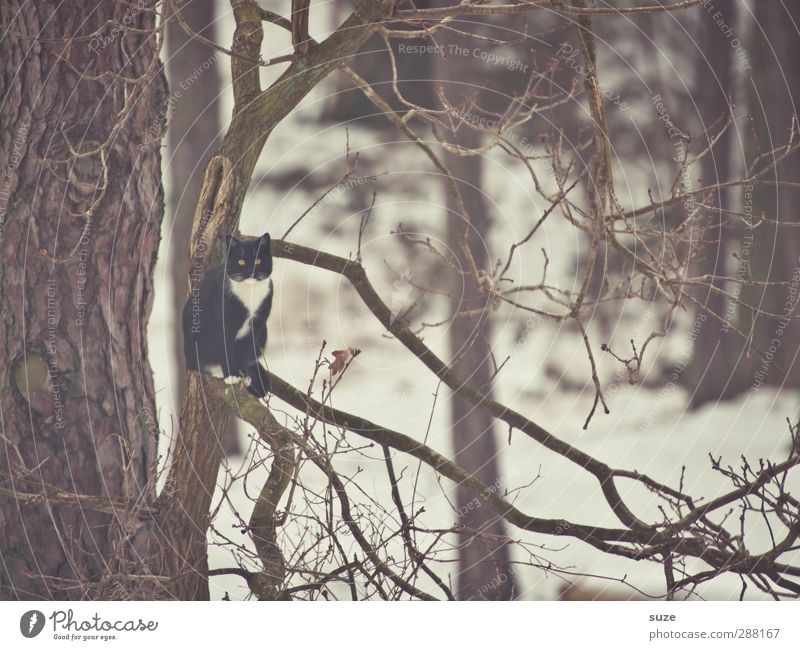 I'm like a bird Umwelt Natur Winter Baum Tier Haustier Katze 1 sitzen außergewöhnlich kalt lustig trist braun tierisch Ast Zweige u. Äste Baumkrone Farbfoto