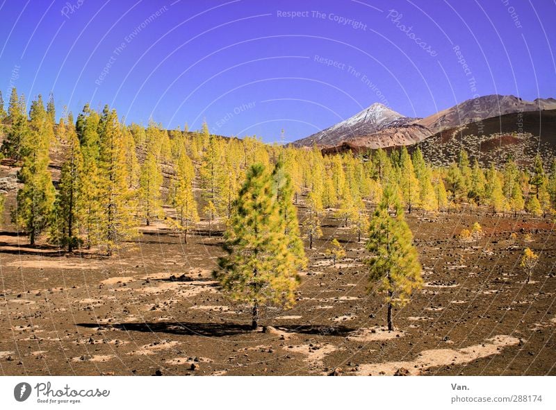 Teide II Ferien & Urlaub & Reisen Natur Landschaft Erde Wolkenloser Himmel Schönes Wetter Pflanze Baum Felsen Berge u. Gebirge Schneebedeckte Gipfel Vulkan