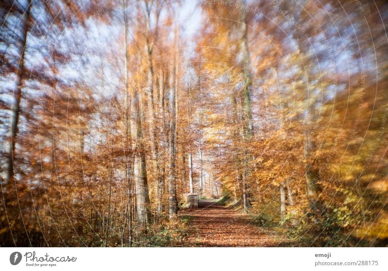 wannabe lensbaby II Umwelt Natur Landschaft Herbst Pflanze Baum Wald natürlich gelb gold Laubwald Farbfoto Außenaufnahme Menschenleer Tag Unschärfe