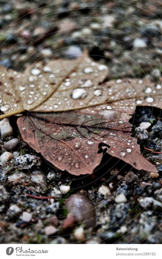 Abgestürzt Umwelt Natur Pflanze Erde Sand Wasser Wassertropfen Herbst schlechtes Wetter Regen Baum Blatt Wald Straße Wege & Pfade fallen liegen kalt nass braun