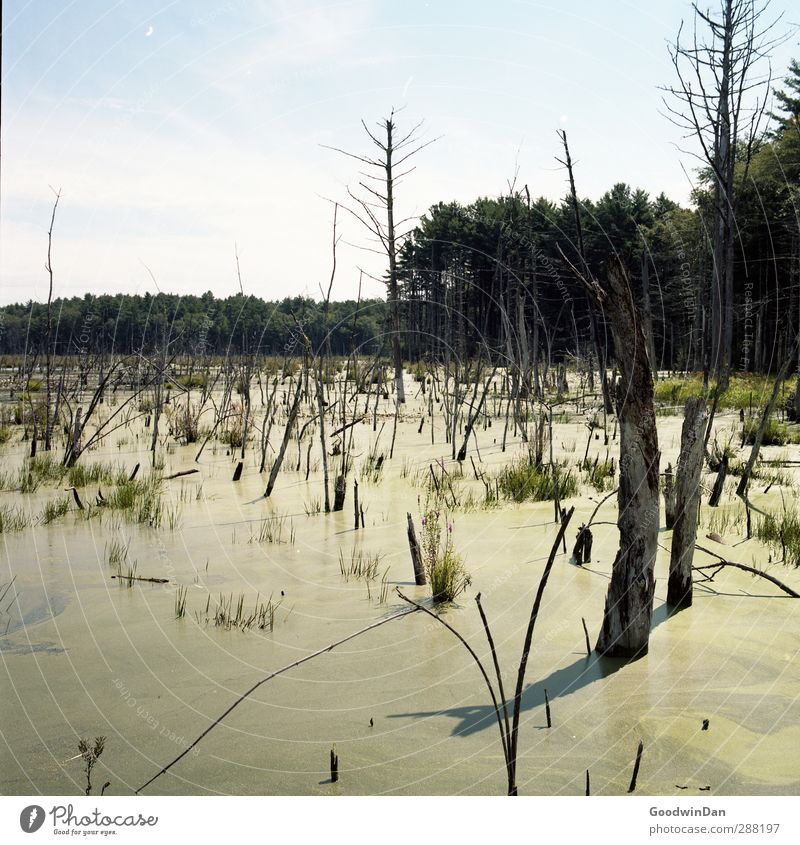 Durch die Sümpfe. Umwelt Natur Urelemente Wasser Wetter Schönes Wetter Wald Moor Sumpf Fluss dreckig authentisch viele Farbfoto Außenaufnahme Menschenleer Tag