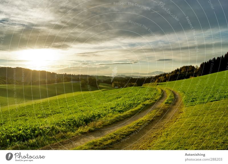 in den Tag hinein Umwelt Natur Landschaft Pflanze Luft Himmel Wolken Sonne Sonnenaufgang Sonnenuntergang Sonnenlicht Sommer Wetter Schönes Wetter Wärme Baum