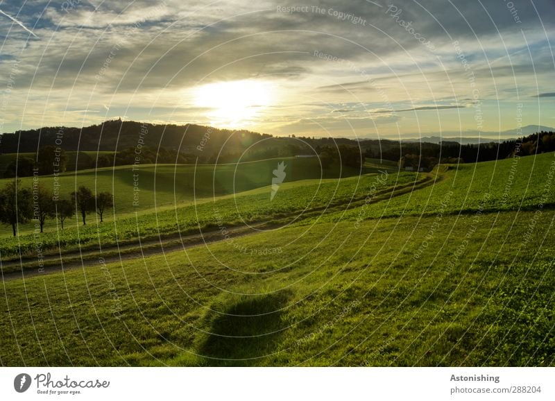 am Morgen Umwelt Natur Landschaft Pflanze Himmel Wolken Sonne Sonnenaufgang Sonnenuntergang Sonnenlicht Sommer Wetter Schönes Wetter Baum Gras Moos Wiese Feld