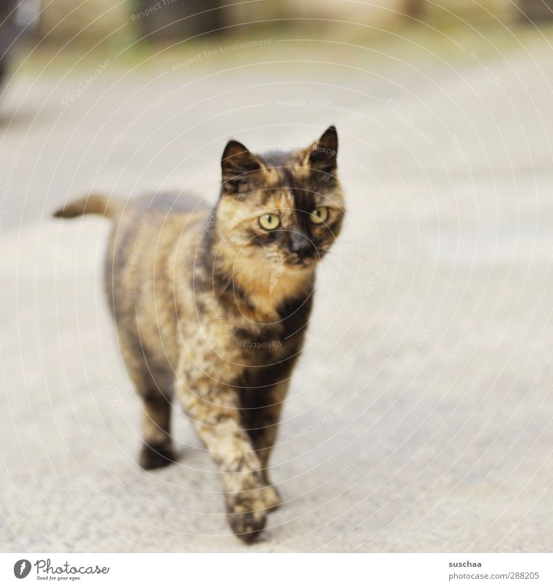 katzi Tier Haustier Katze Fell 1 gehen Neugier niedlich braun schreiten Blick Pfote Ohr Außenaufnahme Menschenleer Textfreiraum rechts Hintergrund neutral