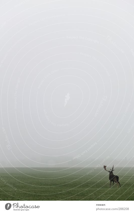 Hirsch Umwelt Natur Landschaft Tier Herbst Winter schlechtes Wetter Unwetter Nebel Gras Wiese Feld Wildtier Hirsche 1 Jagd stehen dunkel kalt grau grün