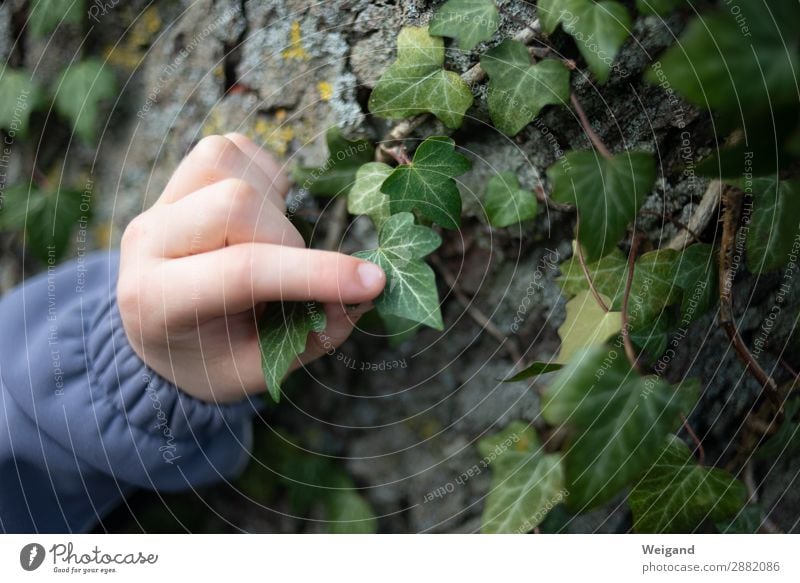 Efeu harmonisch Wohlgefühl Zufriedenheit Sinnesorgane Erholung ruhig Meditation Kindergarten Mädchen Junge 1 Mensch 3-8 Jahre Kindheit Pflanze Baum machen Natur