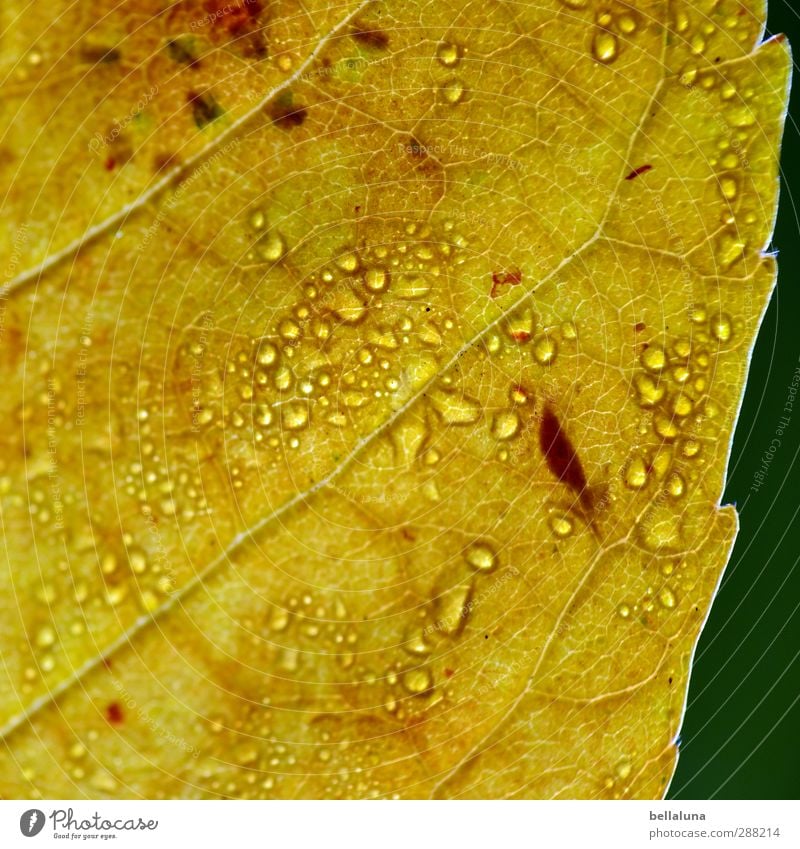 Tropfen im Quadrat Natur Pflanze Wasser Sonne Sonnenlicht Herbst Schönes Wetter Regen Blatt Garten Park Wiese Wald nass braun gelb grün weiß Indian Summer