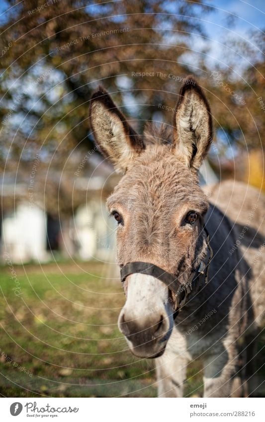 Eselsohr Tier Nutztier Tiergesicht Bauernhof ländlich 1 natürlich Neugier niedlich Farbfoto Außenaufnahme Tag Schwache Tiefenschärfe Tierporträt