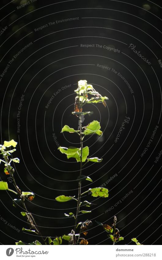 Kraft der Sonne Umwelt Natur Pflanze Sonnenlicht Frühling Schönes Wetter Baum Grünpflanze Wildpflanze Wald Neutraler Hintergrund Menschenleer atmen beobachten