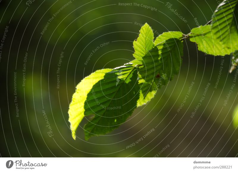 Frisch und saftig... Sommer Sonne Umwelt Natur Tier Sonnenlicht Frühling Schönes Wetter Pflanze Baum Blatt Grünpflanze Wachstum ästhetisch authentisch frisch