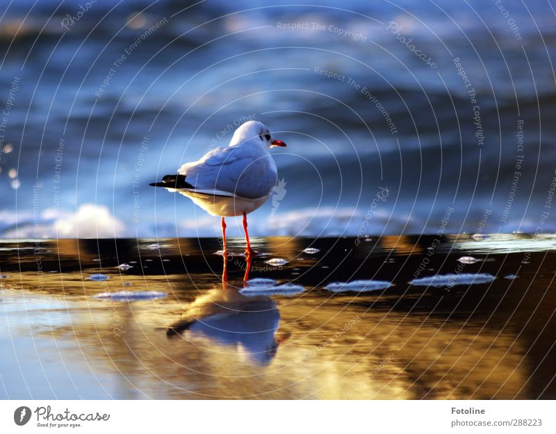 Fußbad Umwelt Natur Tier Wellen Küste Strand Nordsee Ostsee Meer Wildtier Vogel Flügel 1 kalt nah nass natürlich Möwe Farbfoto mehrfarbig Außenaufnahme