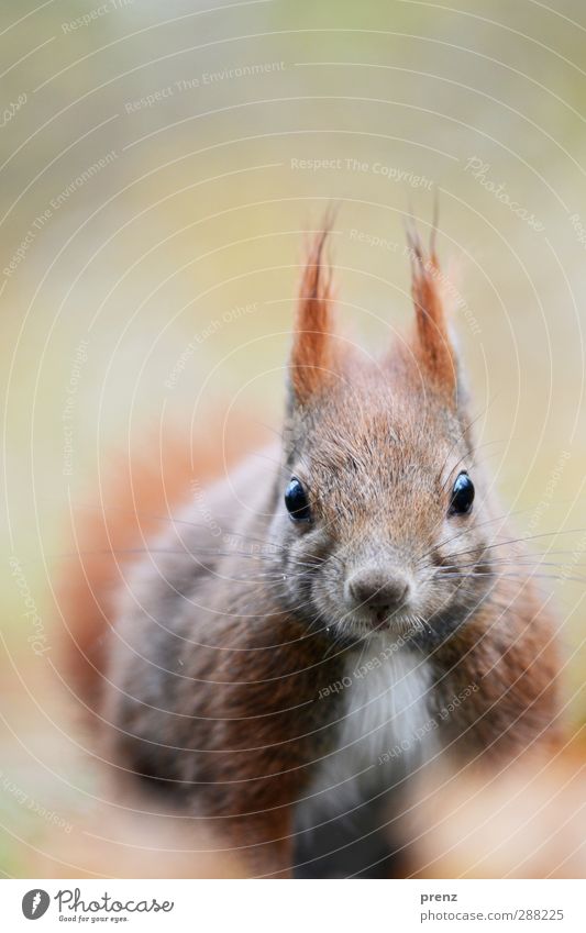 squirrel Umwelt Natur Tier Wildtier 1 niedlich braun grau Eichhörnchen Nagetiere Blick Farbfoto Außenaufnahme Menschenleer Textfreiraum oben Tag