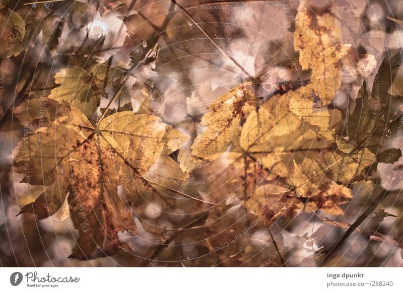 Laubwerk Umwelt Natur Pflanze Herbst Baum Blatt Wildpflanze Blattadern Herbstlaub herbstlich Ahornblatt Jahreszeiten Gedeckte Farben Außenaufnahme Menschenleer