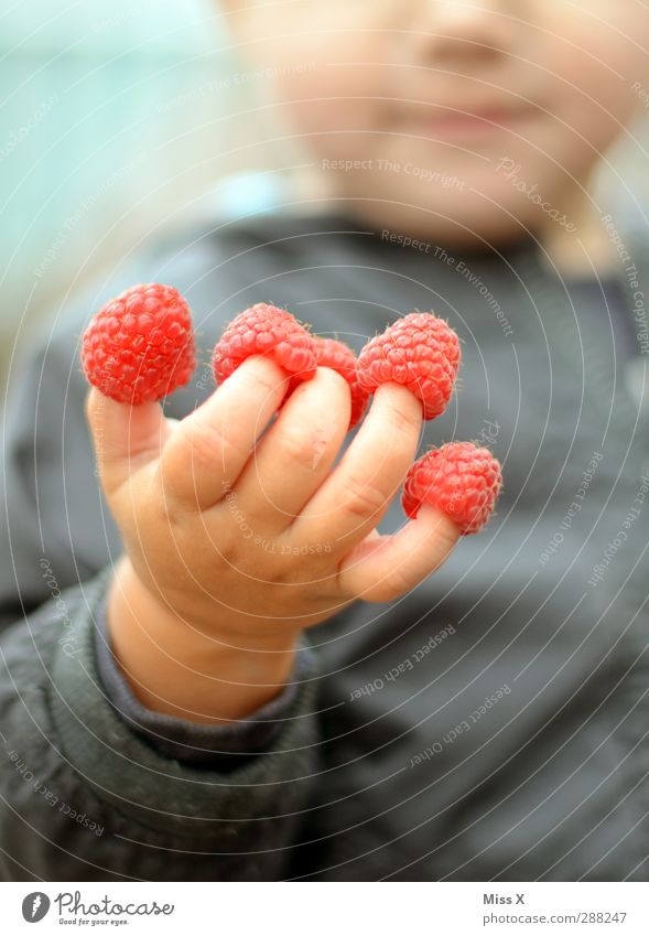 Himbeerfinger Lebensmittel Frucht Ernährung Essen Mensch Kind Kleinkind Hand Finger 1 1-3 Jahre 3-8 Jahre Kindheit lecker niedlich süß rosa Himbeeren Farbfoto