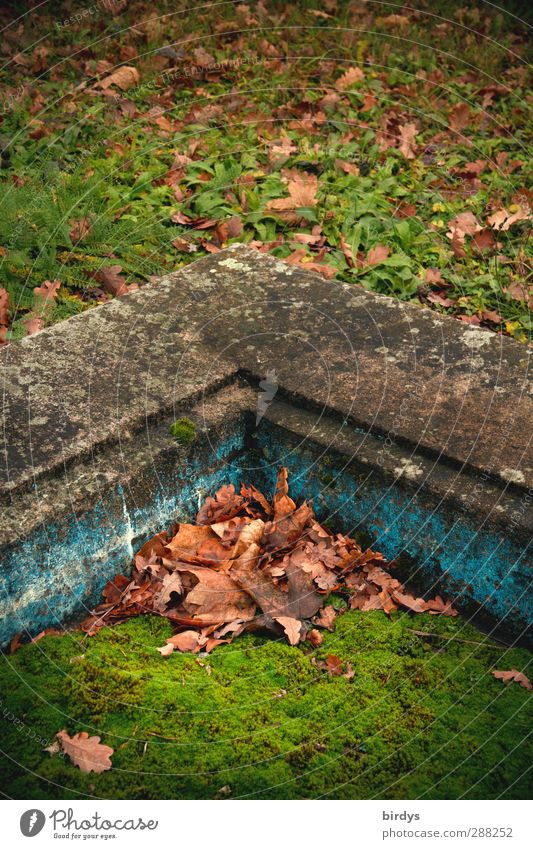 Rückeroberung Herbst Moos Herbstlaub alt authentisch historisch Originalität ruhig Nostalgie Wandel & Veränderung Zeit Laubhaufen Ecke Natur Farbfoto