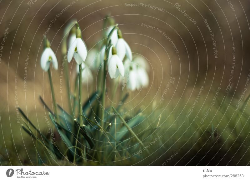 kleine Uschis Tier Frühling Winter Pflanze Blatt Blüte Schneeglöckchen Garten Blühend Duft hängen Wachstum schön braun gelb grün weiß Farbfoto Gedeckte Farben