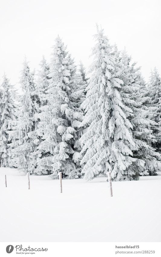 Winter in Thüringen 2 ruhig Schnee Winterurlaub Berge u. Gebirge Landschaft Schneefall Baum Feld Wald Gipfel kalt Tanne Fichte Weihnachtsbaum Märchen