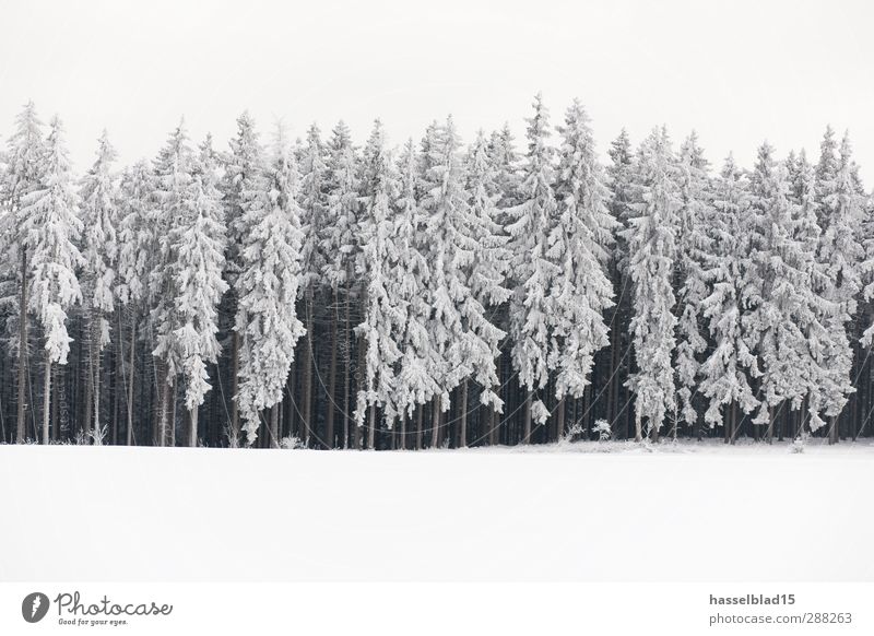 Winter in Thüringen 5 Erholung ruhig Berge u. Gebirge Landschaft Pflanze Schnee Schneefall Feld Wald kalt Tanne Fichte Märchen Märchenwald Gedeckte Farben