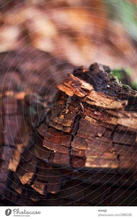 pattern Umwelt Natur Herbst Baum Holz Baumrinde natürlich braun Farbfoto Außenaufnahme Nahaufnahme Detailaufnahme Makroaufnahme Menschenleer Tag