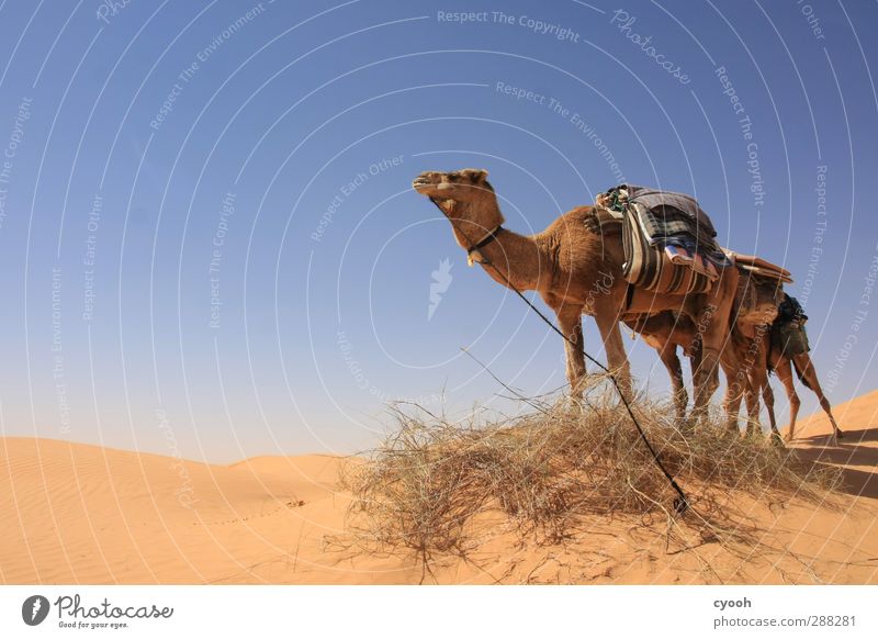 große Tiere... Sand Himmel Wolkenloser Himmel Sommer Klima Schönes Wetter Wärme Wüste Ferien & Urlaub & Reisen tragen warten Gesundheit Zusammensein