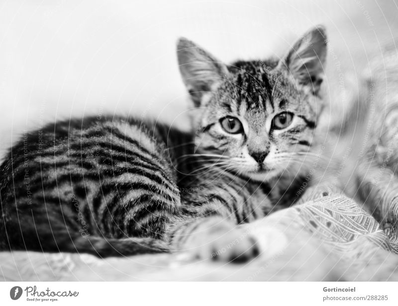 Tigerchen Tier Haustier Katze Tiergesicht Fell 1 Tierjunges liegen niedlich Tigerfellmuster Katzenbaby Katzenkopf Bett Schwarzweißfoto Innenaufnahme