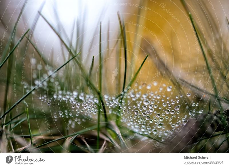 Tautropfen im Gegenlicht Umwelt Natur Pflanze Wasser Wassertropfen Sonnenlicht Gras Wiese einfach Freundlichkeit schön nachhaltig nass natürlich gelb grün weiß