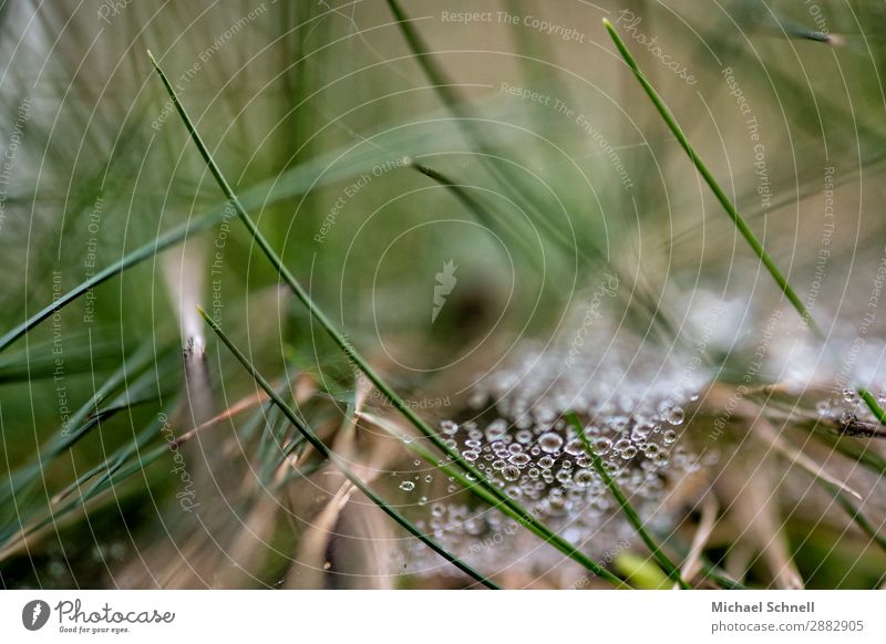 Tautropfen im Gras Umwelt Natur Pflanze Erde Wasser Wassertropfen Wiese Wald authentisch glänzend nachhaltig nass natürlich Schutz Geborgenheit friedlich