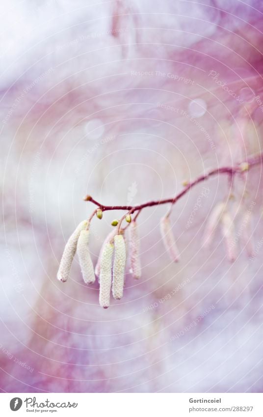 Hazel Natur Pflanze Frühling Herbst Winter Baum Sträucher Wald schön violett rosa Haselnuss Blütenknospen Zweig zart sanft Farbfoto mehrfarbig Außenaufnahme