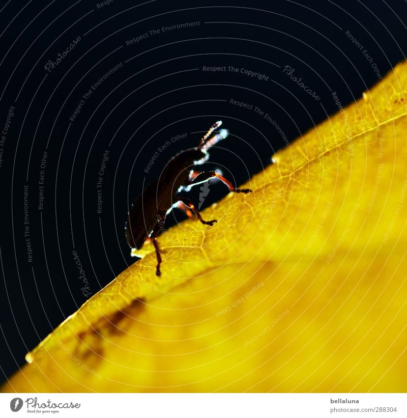 Erleuchtung Natur Pflanze Tier Sonnenlicht Herbst Wetter Schönes Wetter Blatt Garten Park Wiese Feld Wald Wildtier Käfer 1 krabbeln sitzen gelb schwarz