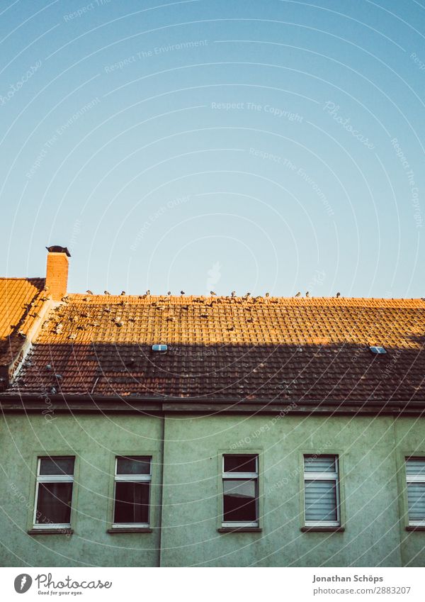 Tauben auf einem Hausdach in Erfurt Stadt Bauwerk Gebäude Architektur Tier Vogel Tiergruppe Schwarm hässlich Taubenkot Dach Thüringen Fassade Schornstein