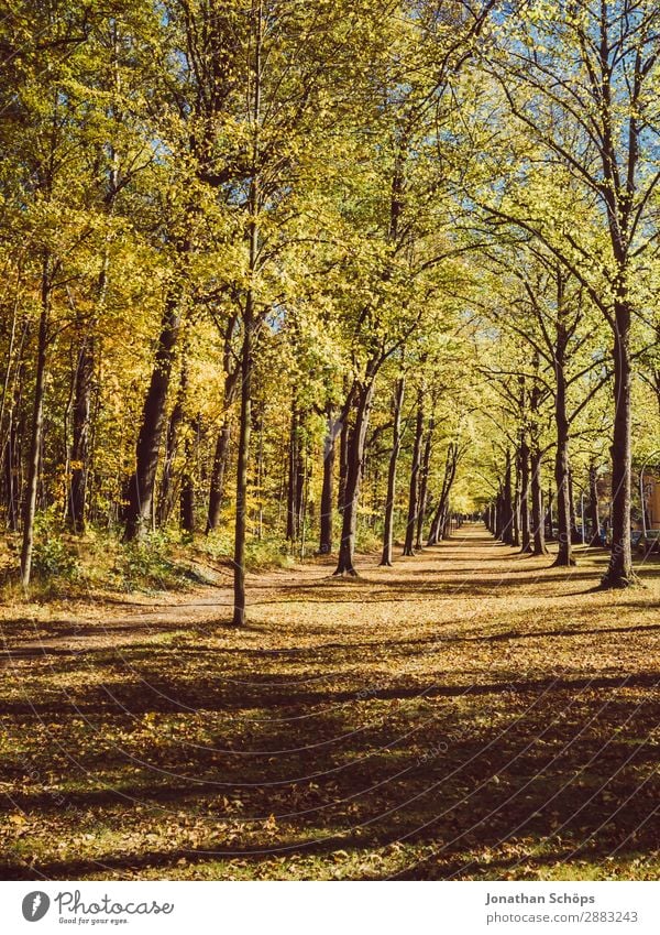 Allee im Herbst im Küchwald, Chemnitz Umwelt Natur Landschaft Klima Wetter Wald ästhetisch Deutschland Fußweg Wege & Pfade Aussicht geradeaus Baum Blatt Wiese