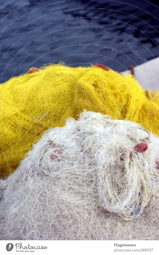 Der Tag beginnt Lebensmittel Fisch Meeresfrüchte Ernährung Essen Frühstück Mittagessen Sushi Asiatische Küche Küste Nordsee Ostsee Schwimmen & Baden Jagd