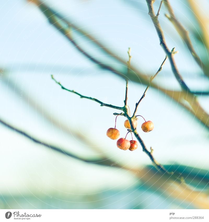 one apple a day Schönes Wetter Baum Ast Zweig Blütenknospen Apfelbaum Gesundheit hell orange rot Frucht Vitamin Apfelstiel kahl Frost Farbfoto mehrfarbig